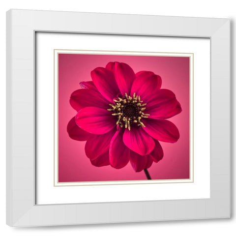 AF20110818 Dahlia 030C11 White Modern Wood Framed Art Print with Double Matting by Frank, Assaf