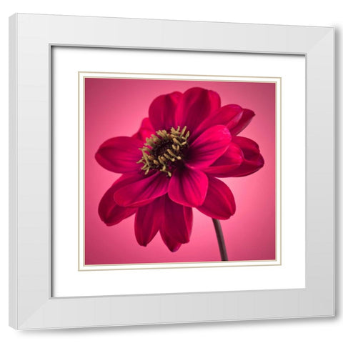 AF20110818 Dahlia 049C10 White Modern Wood Framed Art Print with Double Matting by Frank, Assaf