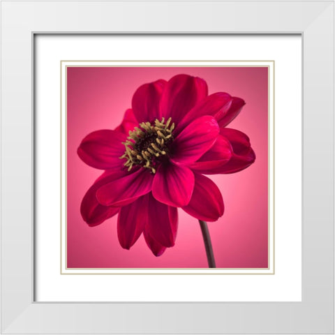 AF20110818 Dahlia 049C10 White Modern Wood Framed Art Print with Double Matting by Frank, Assaf
