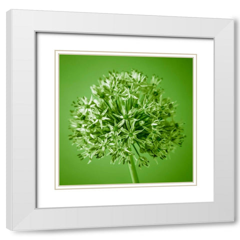 AF20100605 Alliums 151C09 White Modern Wood Framed Art Print with Double Matting by Frank, Assaf