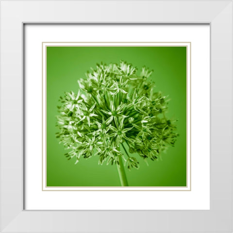 AF20100605 Alliums 151C09 White Modern Wood Framed Art Print with Double Matting by Frank, Assaf