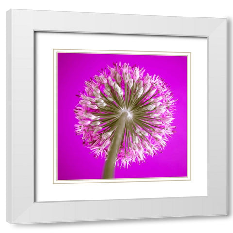 AF20100605 Alliums 167C15 White Modern Wood Framed Art Print with Double Matting by Frank, Assaf