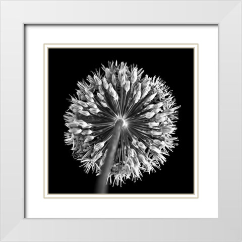 FTBR 1135 Allium B-W White Modern Wood Framed Art Print with Double Matting by Frank, Assaf