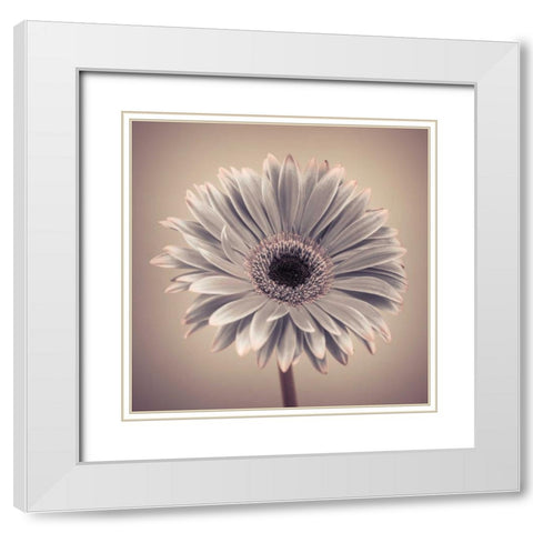 AF20120911 Gerbera 029C01 White Modern Wood Framed Art Print with Double Matting by Frank, Assaf