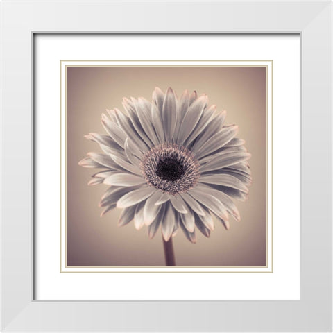AF20120911 Gerbera 029C01 White Modern Wood Framed Art Print with Double Matting by Frank, Assaf