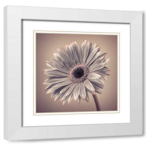 AF20120911 Gerbera 034C01 White Modern Wood Framed Art Print with Double Matting by Frank, Assaf