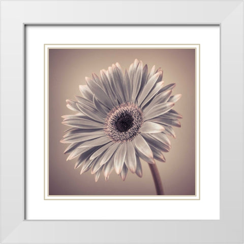 AF20120911 Gerbera 034C01 White Modern Wood Framed Art Print with Double Matting by Frank, Assaf