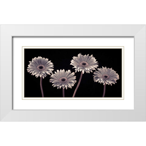 AF20120914 Gerberas 090C01 White Modern Wood Framed Art Print with Double Matting by Frank, Assaf