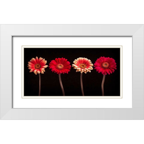 AF20120902 Gerberas 059C14 White Modern Wood Framed Art Print with Double Matting by Frank, Assaf