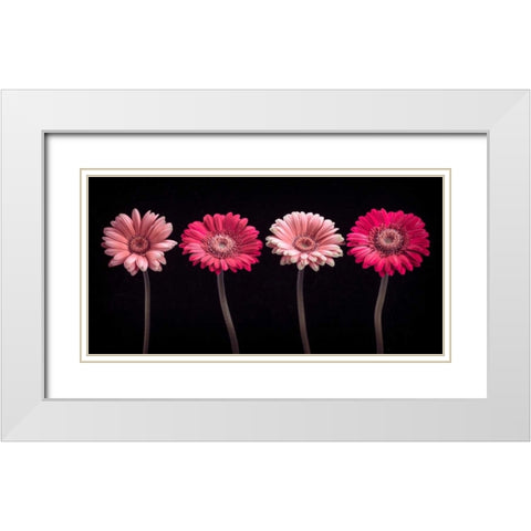 AF20120902 Gerberas 059C16 White Modern Wood Framed Art Print with Double Matting by Frank, Assaf