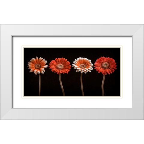 AF20120902 Gerberas 059C18 White Modern Wood Framed Art Print with Double Matting by Frank, Assaf