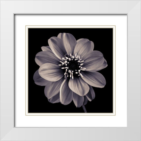 AF20110818 Dahlia 022C20 White Modern Wood Framed Art Print with Double Matting by Frank, Assaf
