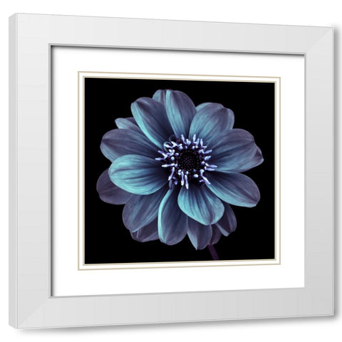 AF20110818 Dahlia 022C21 White Modern Wood Framed Art Print with Double Matting by Frank, Assaf