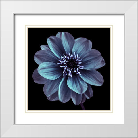 AF20110818 Dahlia 022C21 White Modern Wood Framed Art Print with Double Matting by Frank, Assaf