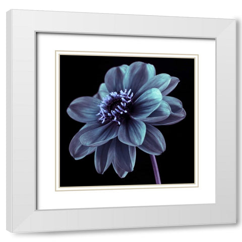 AF20110818 Dahlia 046C21 White Modern Wood Framed Art Print with Double Matting by Frank, Assaf