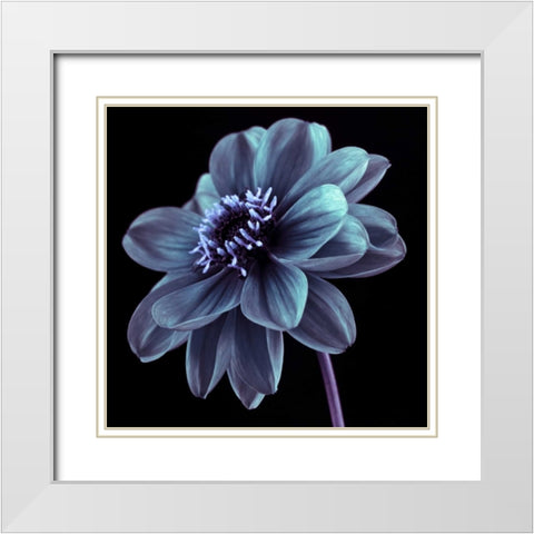 AF20110818 Dahlia 046C21 White Modern Wood Framed Art Print with Double Matting by Frank, Assaf