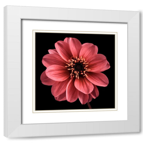 AF20110818 Dahlia 022C25 White Modern Wood Framed Art Print with Double Matting by Frank, Assaf