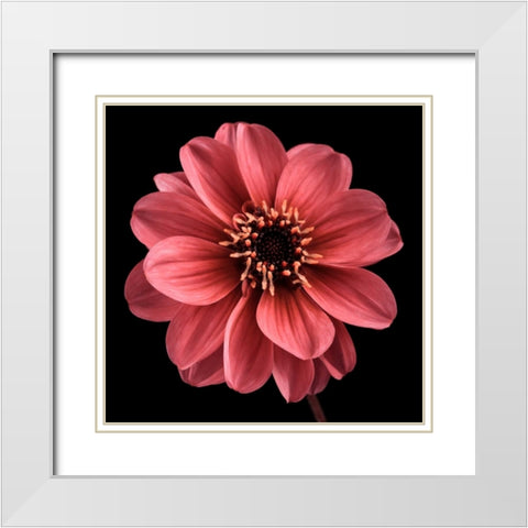 AF20110818 Dahlia 022C25 White Modern Wood Framed Art Print with Double Matting by Frank, Assaf