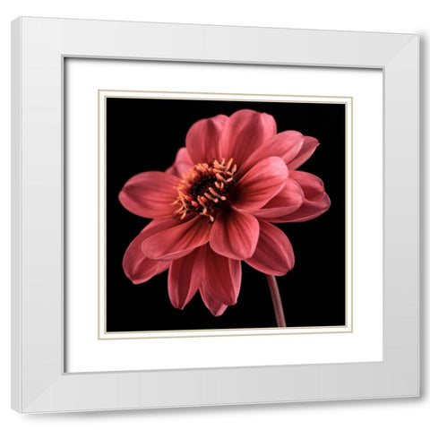 AF20110818 Dahlia 046C25 White Modern Wood Framed Art Print with Double Matting by Frank, Assaf