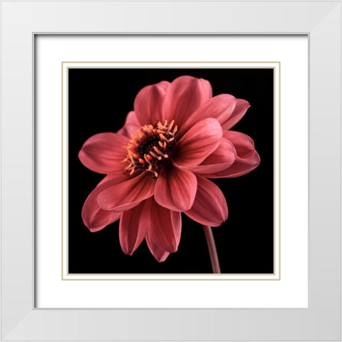 AF20110818 Dahlia 046C25 White Modern Wood Framed Art Print with Double Matting by Frank, Assaf