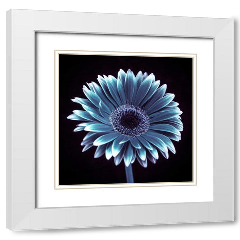 AF20120911 Gerbera 015C18 White Modern Wood Framed Art Print with Double Matting by Frank, Assaf