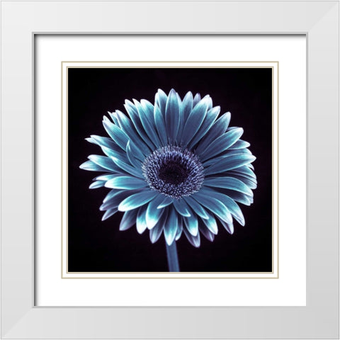AF20120911 Gerbera 015C18 White Modern Wood Framed Art Print with Double Matting by Frank, Assaf