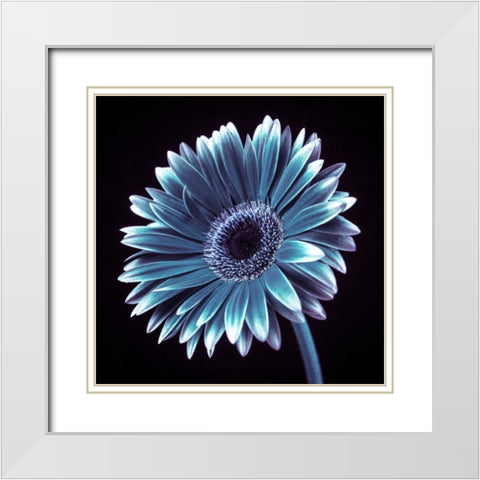 AF20120911 Gerbera 036C18 White Modern Wood Framed Art Print with Double Matting by Frank, Assaf