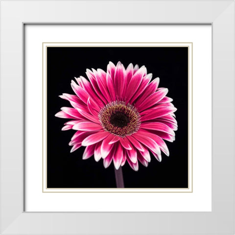 AF20120911 Gerbera 015C19 White Modern Wood Framed Art Print with Double Matting by Frank, Assaf