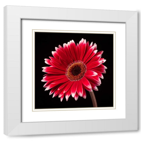 AF20120911 Gerbera 036C20 White Modern Wood Framed Art Print with Double Matting by Frank, Assaf