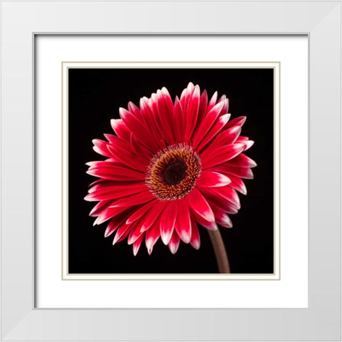 AF20120911 Gerbera 036C20 White Modern Wood Framed Art Print with Double Matting by Frank, Assaf