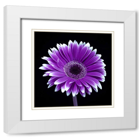 AF20120911 Gerbera 015C21 White Modern Wood Framed Art Print with Double Matting by Frank, Assaf