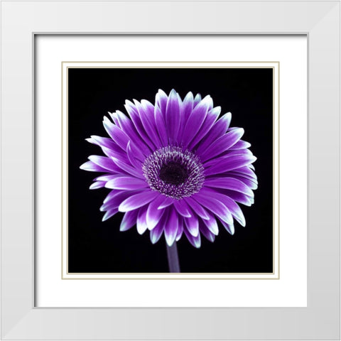 AF20120911 Gerbera 015C21 White Modern Wood Framed Art Print with Double Matting by Frank, Assaf