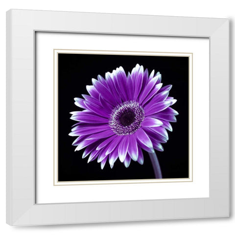 AF20120911 Gerbera 036C21 White Modern Wood Framed Art Print with Double Matting by Frank, Assaf