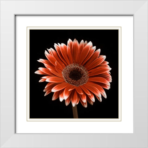 AF20120911 Gerbera 015C22 White Modern Wood Framed Art Print with Double Matting by Frank, Assaf