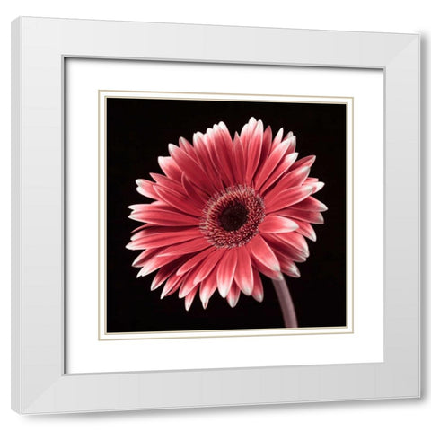 AF20120911 Gerbera 036C23 White Modern Wood Framed Art Print with Double Matting by Frank, Assaf