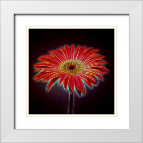 AF20110820 Gerbera 023C03PP White Modern Wood Framed Art Print with Double Matting by Frank, Assaf