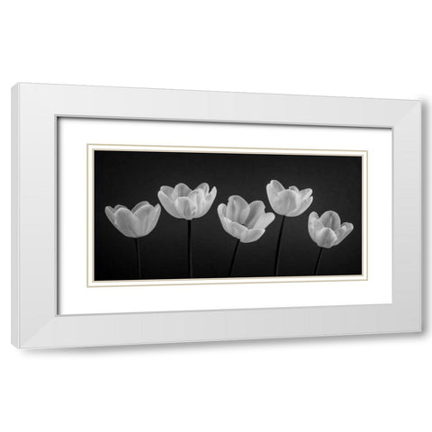 Five Tulips in a row White Modern Wood Framed Art Print with Double Matting by Frank, Assaf