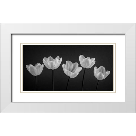 Five Tulips in a row White Modern Wood Framed Art Print with Double Matting by Frank, Assaf