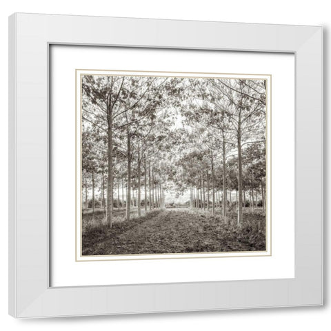 Pathway through trees in forest, AF20151226-078C01 White Modern Wood Framed Art Print with Double Matting by Frank, Assaf