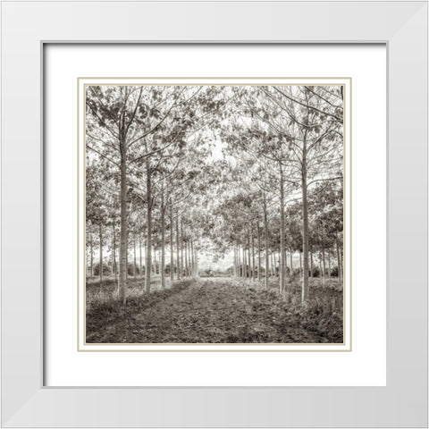 Pathway through trees in forest, AF20151226-078C01 White Modern Wood Framed Art Print with Double Matting by Frank, Assaf