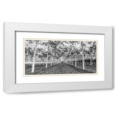Pathway through trees in forest White Modern Wood Framed Art Print with Double Matting by Frank, Assaf