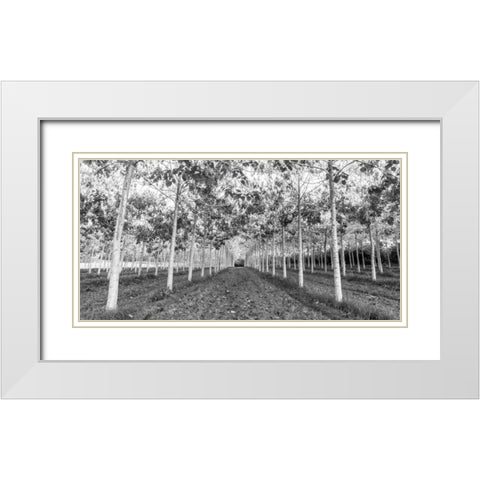 Pathway through trees in forest White Modern Wood Framed Art Print with Double Matting by Frank, Assaf
