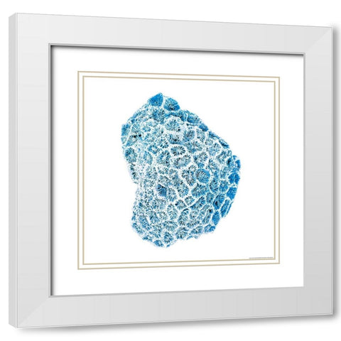 Blue Coral White Modern Wood Framed Art Print with Double Matting by Brando, JJ