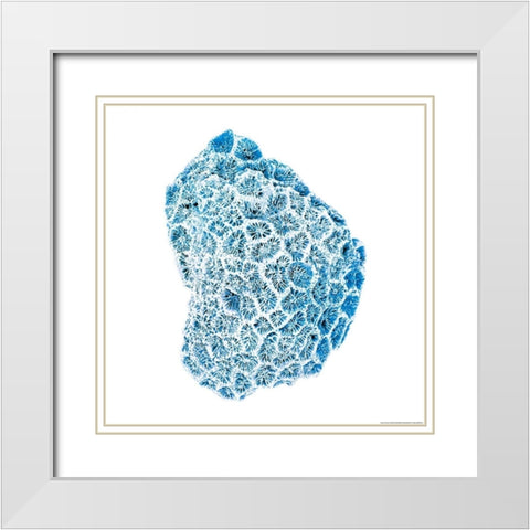 Blue Coral White Modern Wood Framed Art Print with Double Matting by Brando, JJ