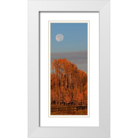 Fall Trees Moon 1 White Modern Wood Framed Art Print with Double Matting by Linden, Sally