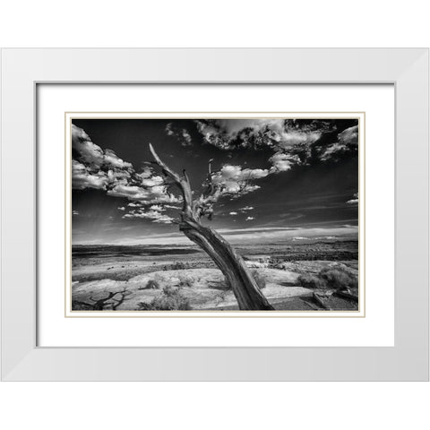 Desert Tree White Modern Wood Framed Art Print with Double Matting by Linden, Sally