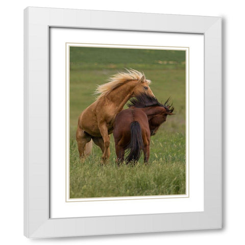 Horse Play White Modern Wood Framed Art Print with Double Matting by Linden, Sally