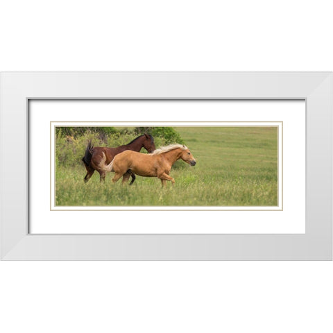 Horse Play White Modern Wood Framed Art Print with Double Matting by Linden, Sally