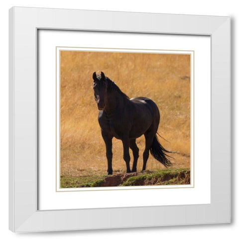 Black Beauty White Modern Wood Framed Art Print with Double Matting by Linden, Sally