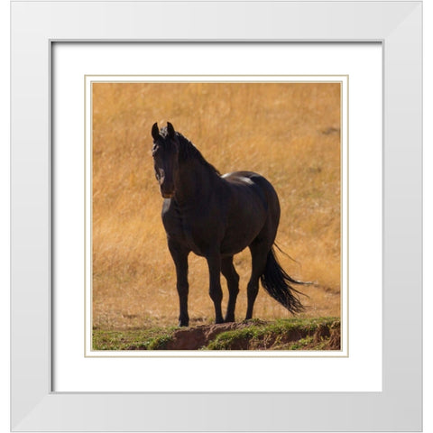 Black Beauty White Modern Wood Framed Art Print with Double Matting by Linden, Sally